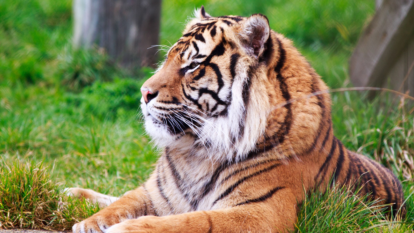 Howletts Zoo